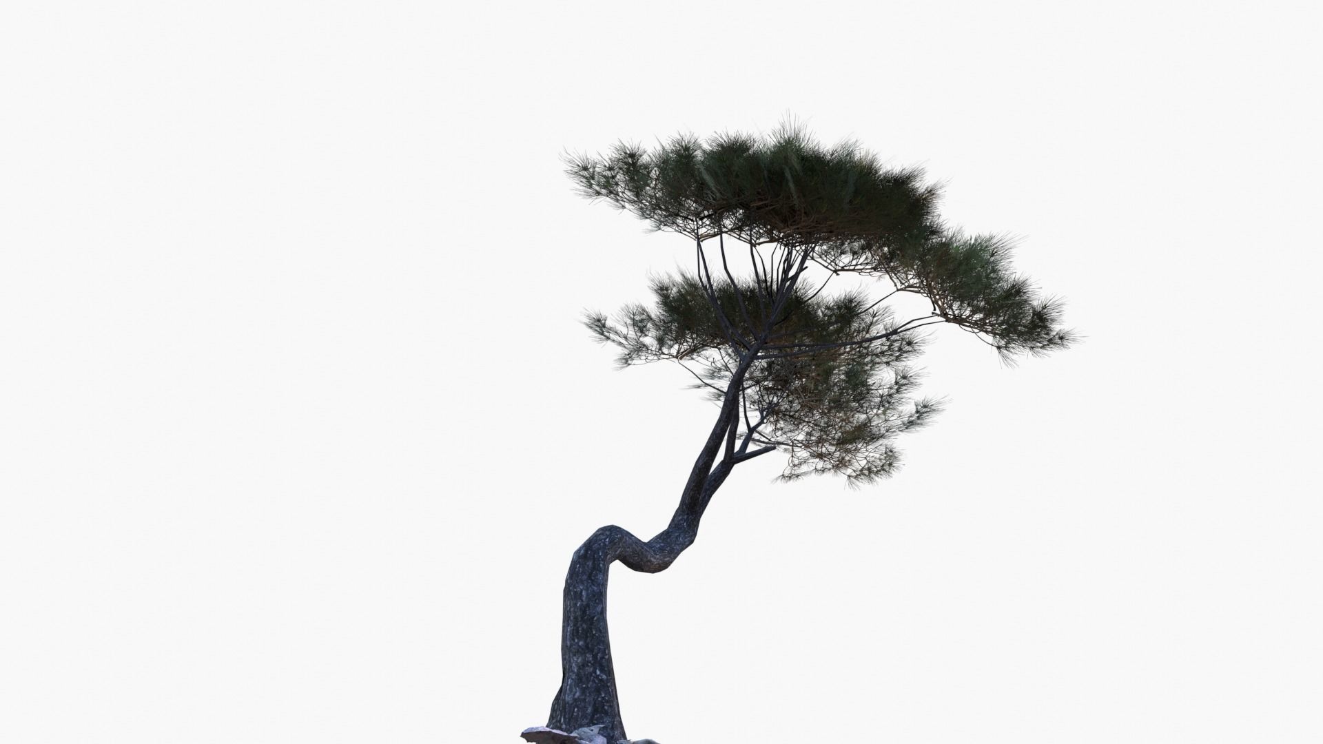 Low-Poly and Game-Ready Pinus Pinea - Stone Pine 04 Low-poly 3D model_7