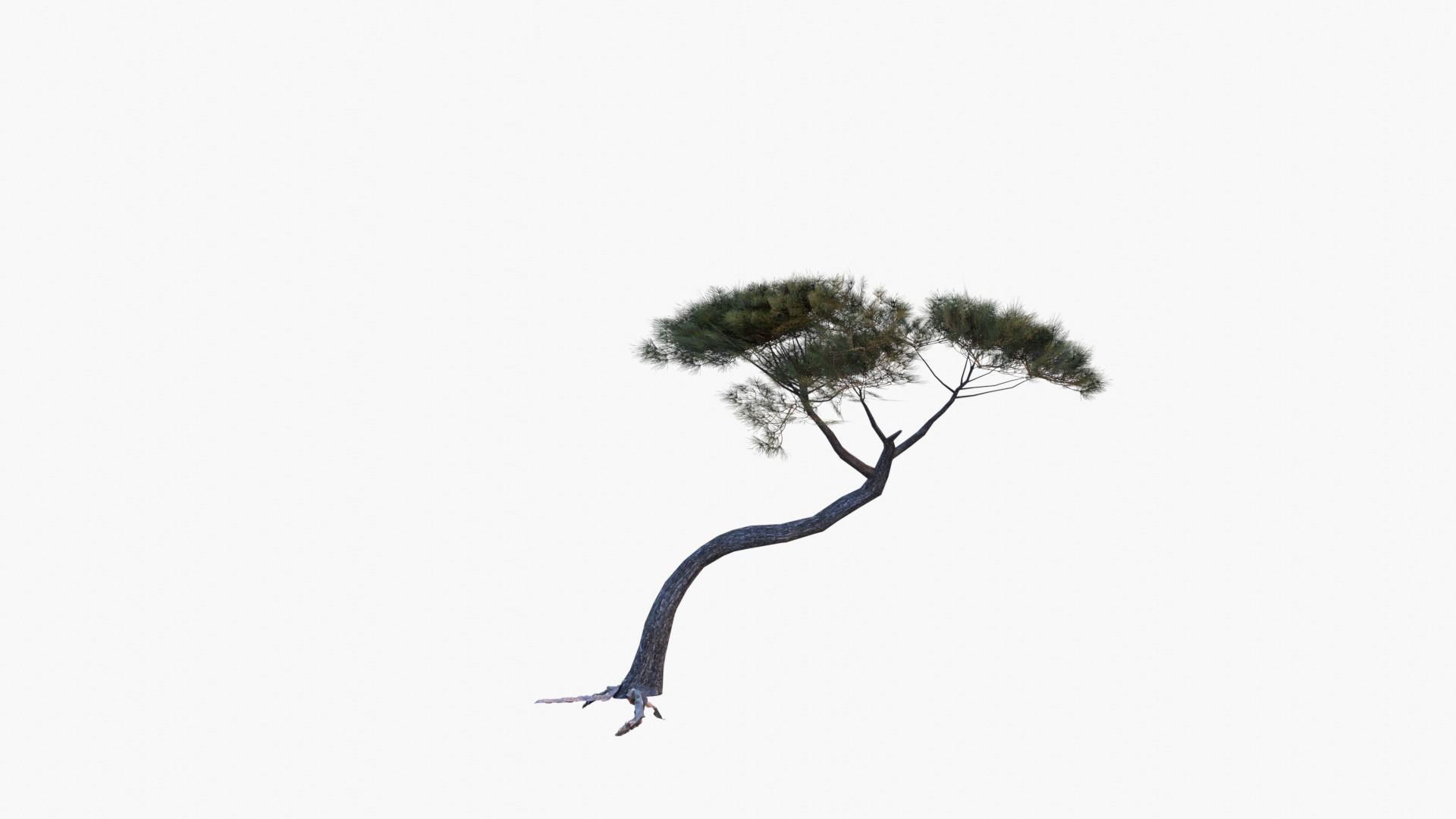 Low-Poly and Game-Ready Pinus Pinea - Stone Pine 04 Low-poly 3D model_4