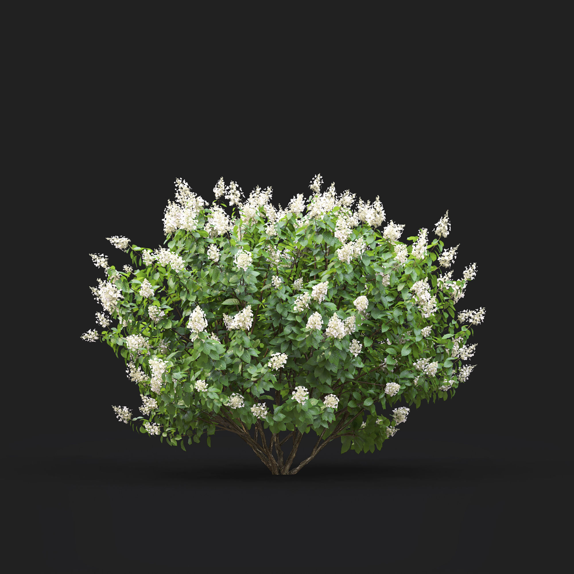Hydrangea Paniculata Tardiva 01 3D model_4