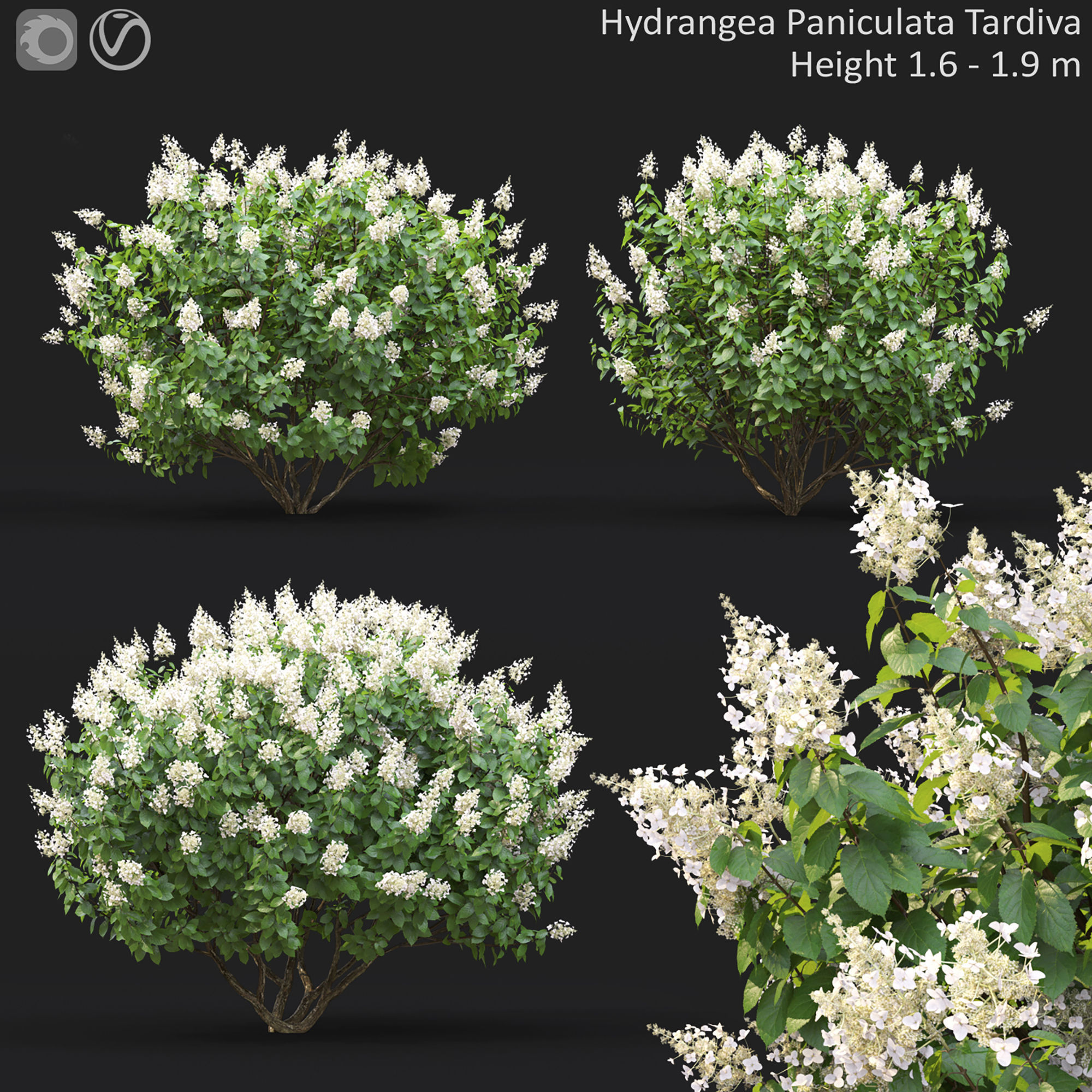 Hydrangea Paniculata Tardiva 01 3D model_1
