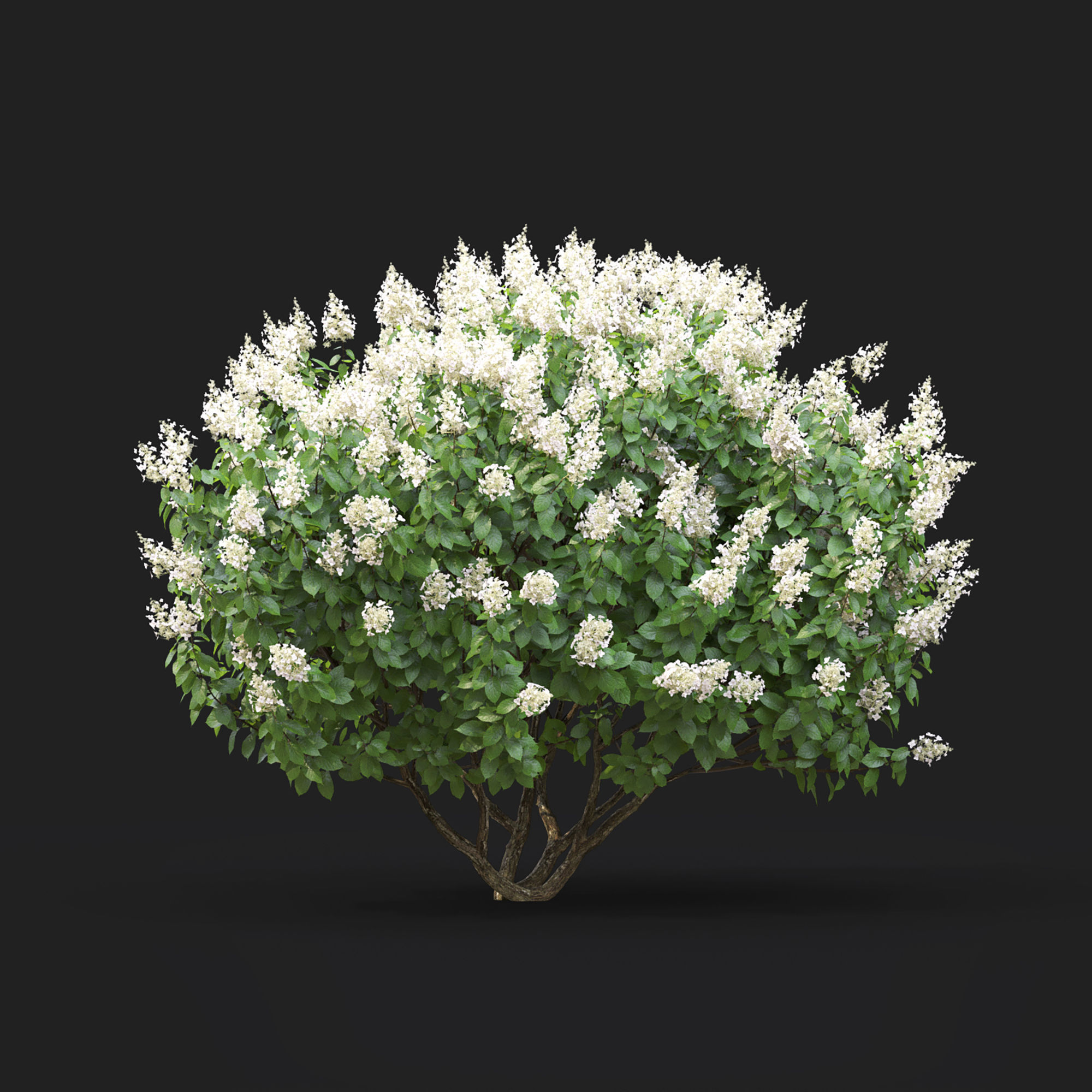 Hydrangea Paniculata Tardiva 01 3D model_3