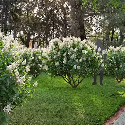 Hydrangea Paniculata Tardiva 01