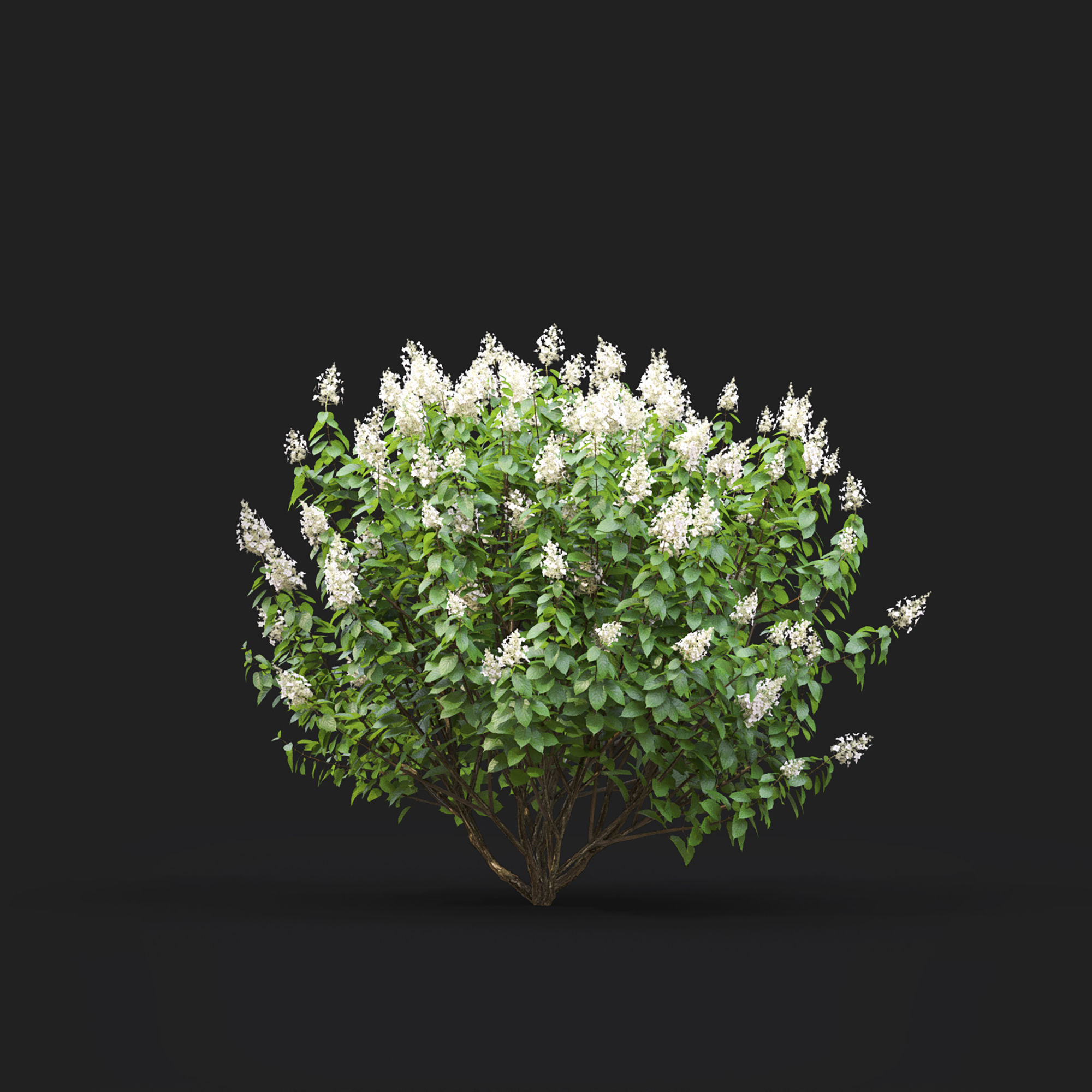 Hydrangea Paniculata Tardiva 01 3D model_5