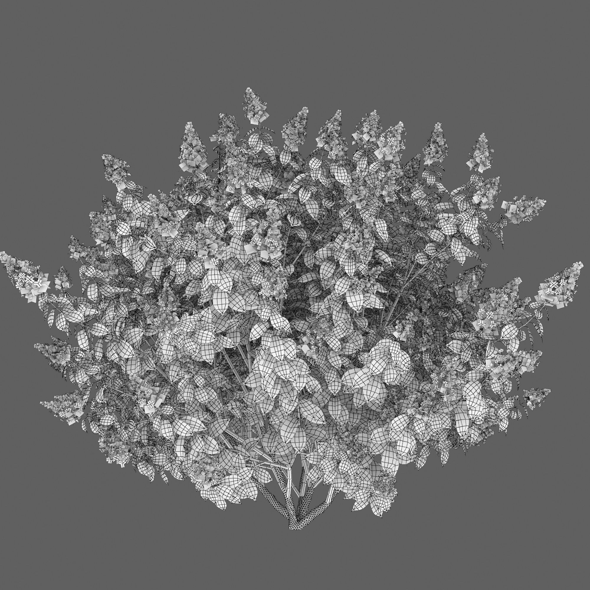 Hydrangea Paniculata Tardiva 01 3D model_6