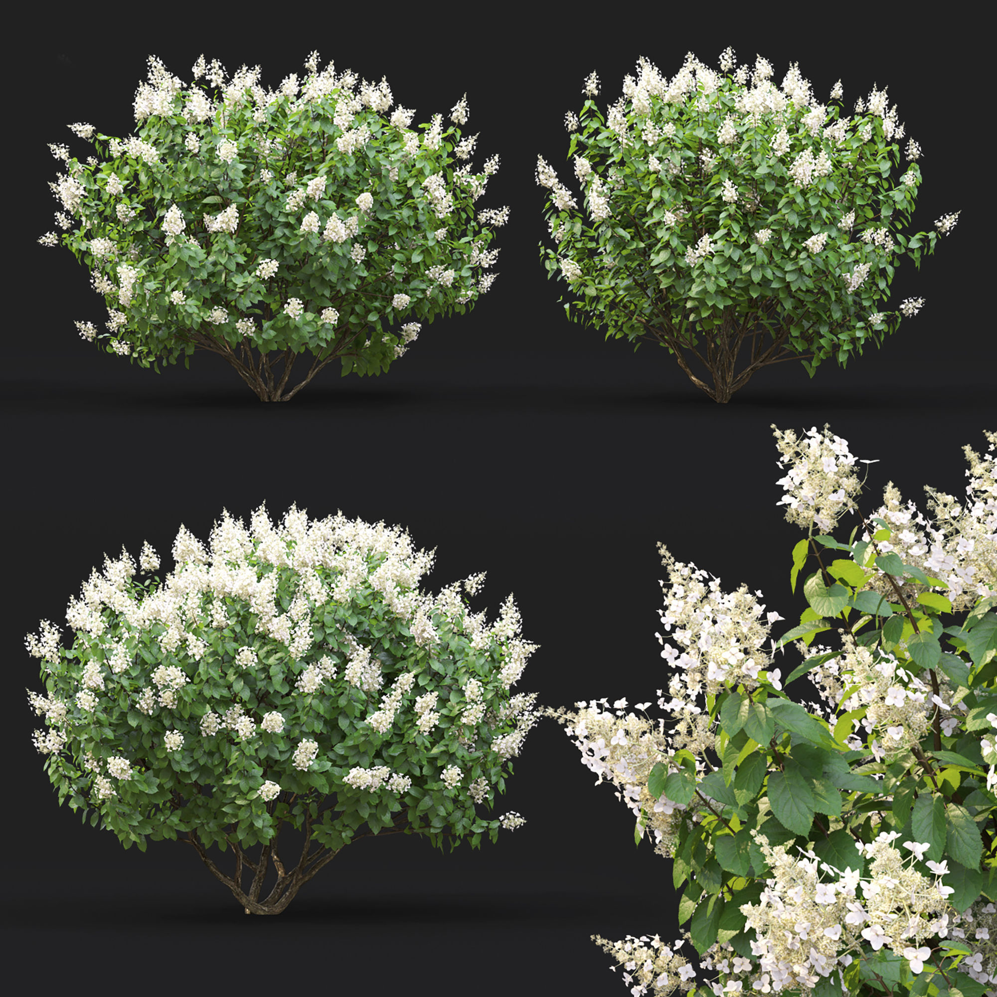 Hydrangea Paniculata Tardiva 01 3D model_7