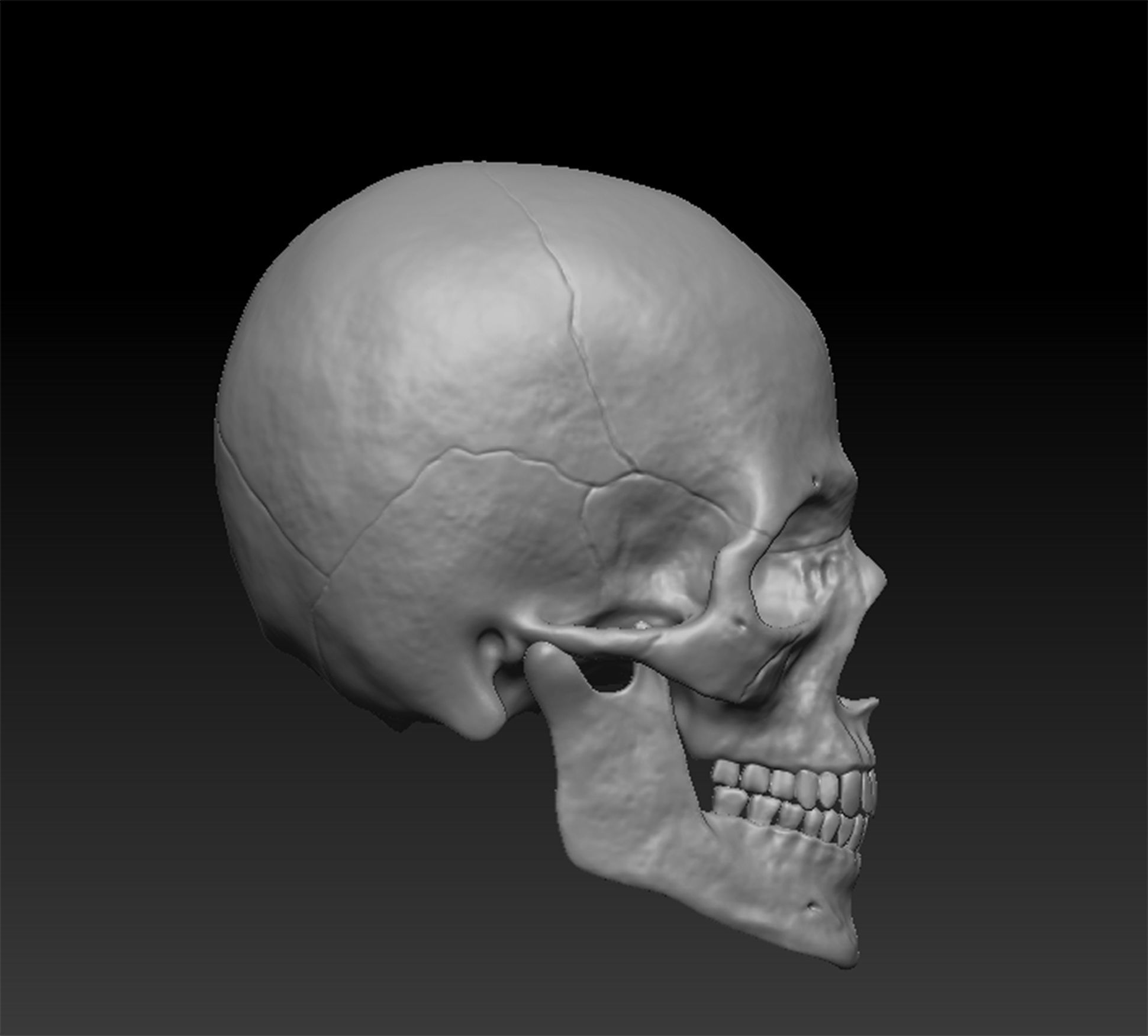 Skull Human model 3D model_2