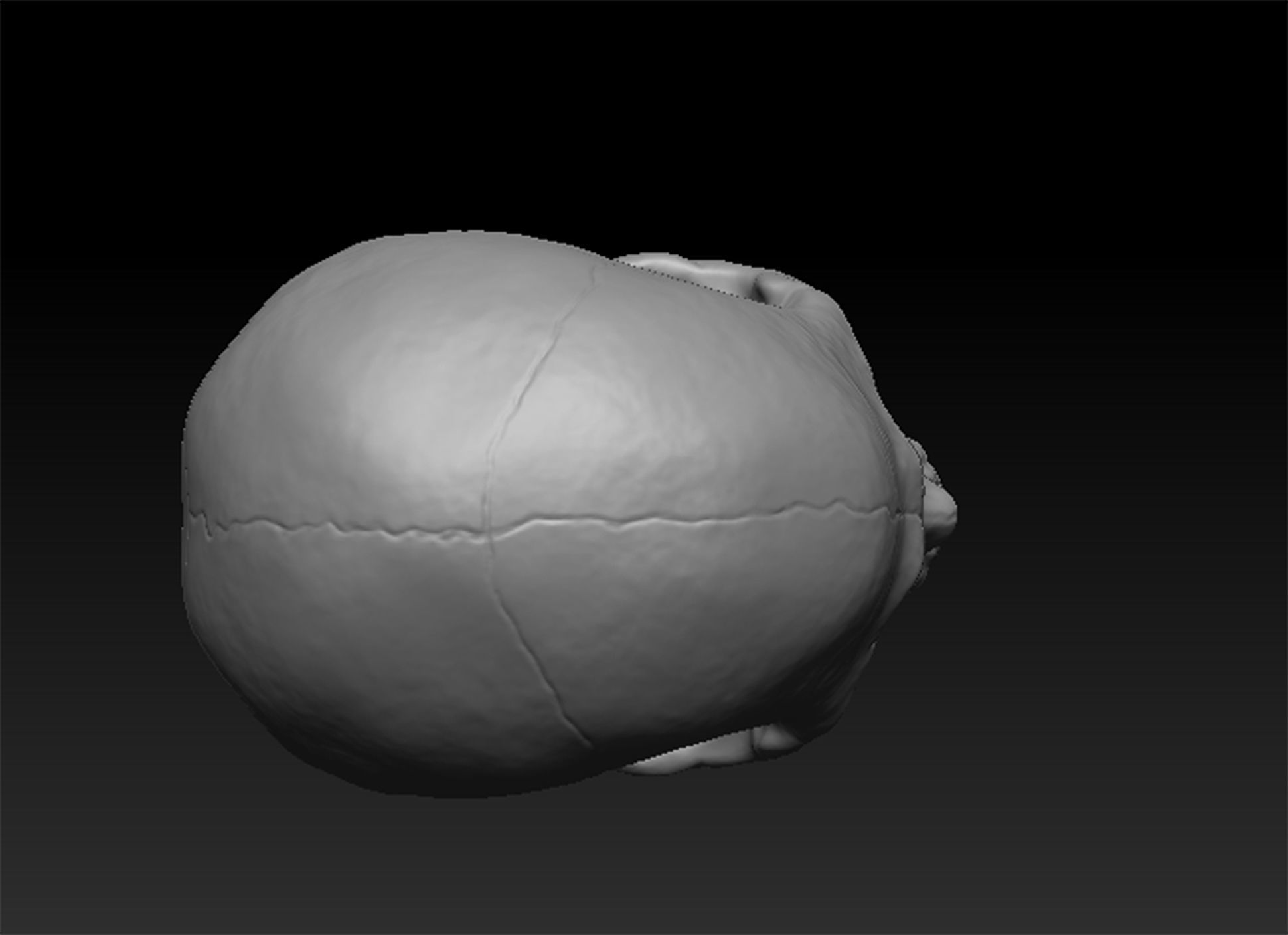 Skull Human model 3D model_5