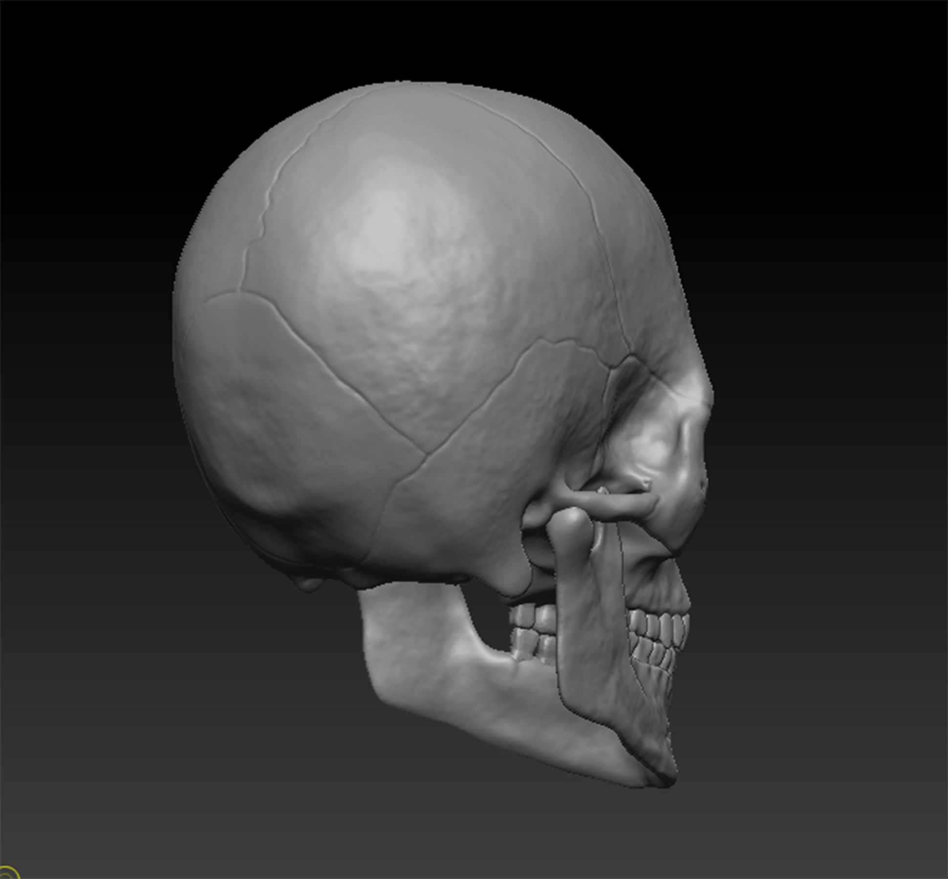 Skull Human model 3D model_4