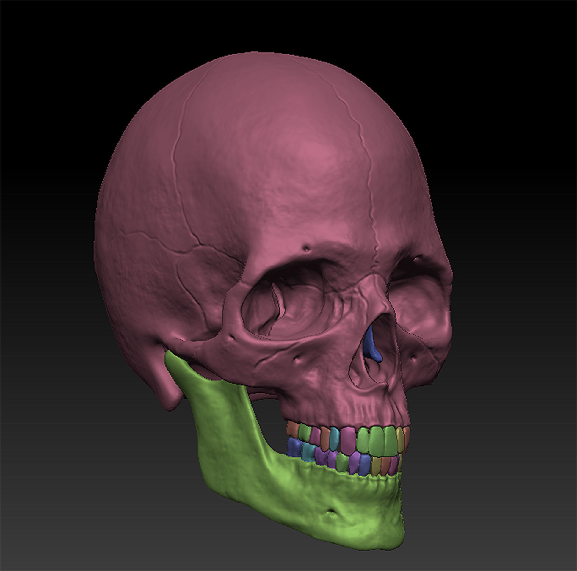 Skull Human model 3D model_3