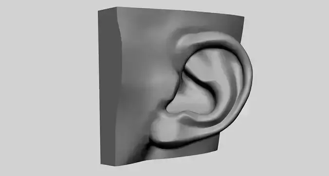 Ear Printable v2