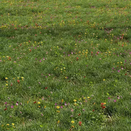 Meadow Lawn Grassland Set 012 3D model
