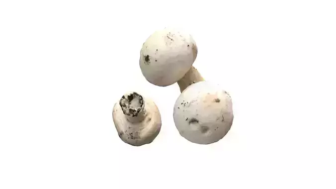 Champignons mushrooms pair 3D model