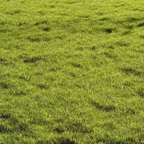 Meadow Lawn Grassland Set 010 3D model