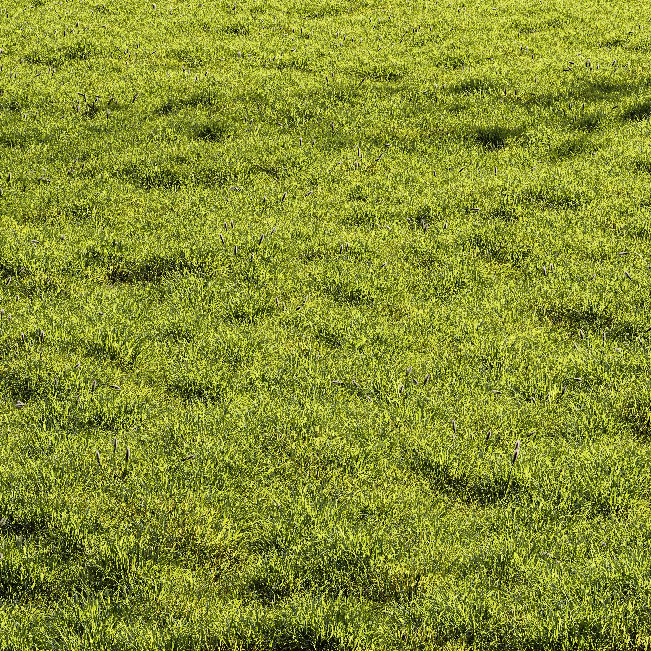Meadow Lawn Grassland Set 010 3D model_0
