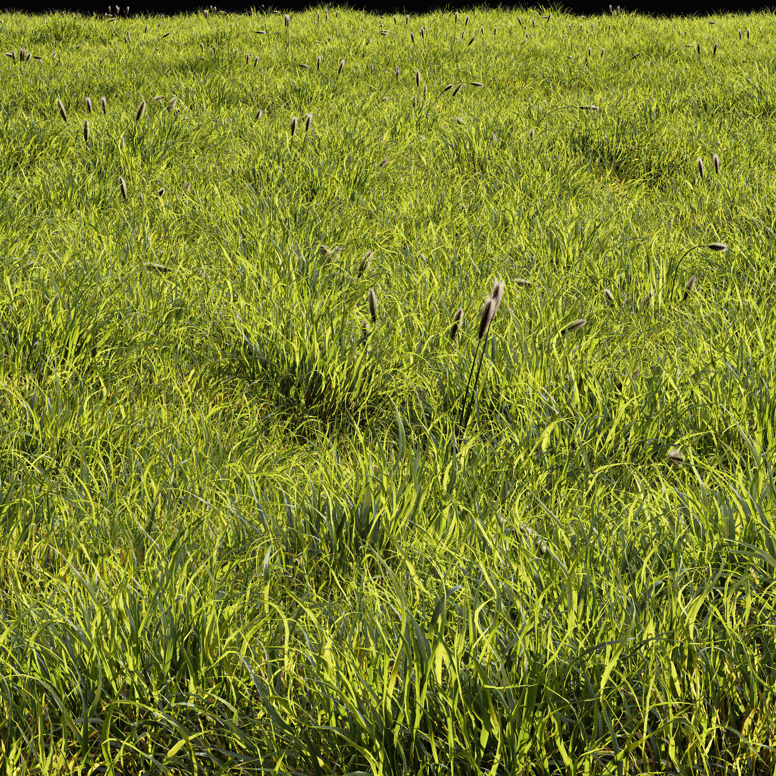 Meadow Lawn Grassland Set 010 3D model_1