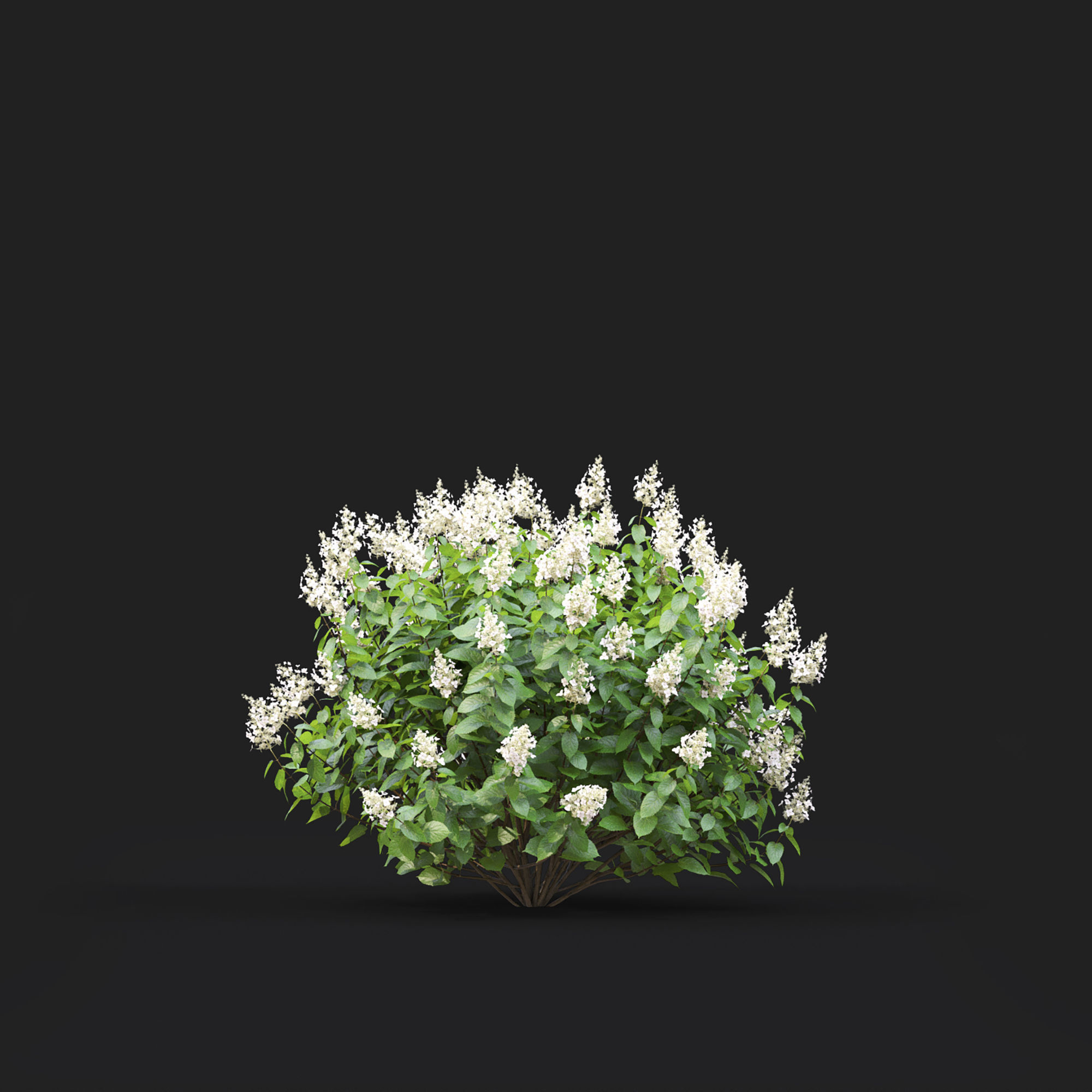 Hydrangea Paniculata Tardiva 02 3D model_3