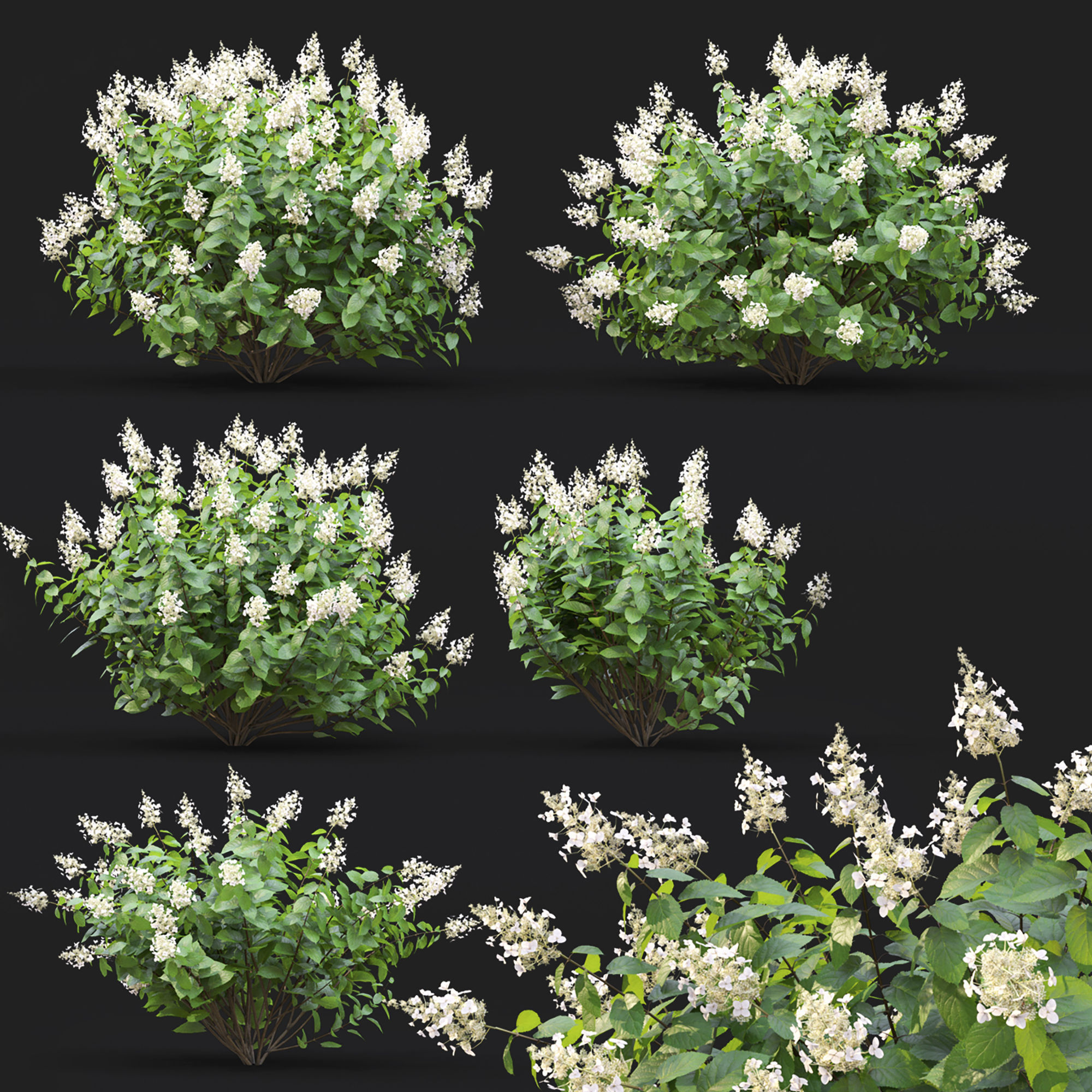 Hydrangea Paniculata Tardiva 02 3D model_5