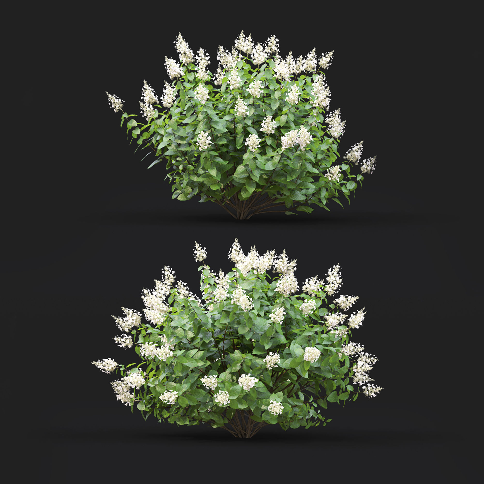 Hydrangea Paniculata Tardiva 02 3D model_2