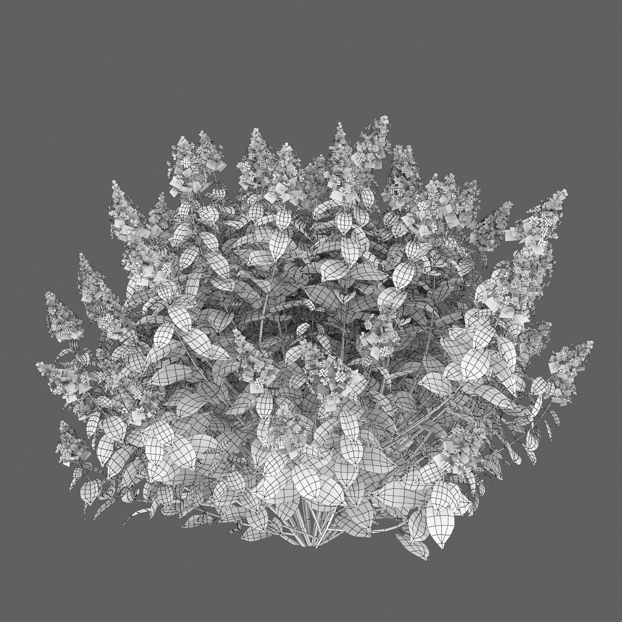 Hydrangea Paniculata Tardiva 02 3D model_6