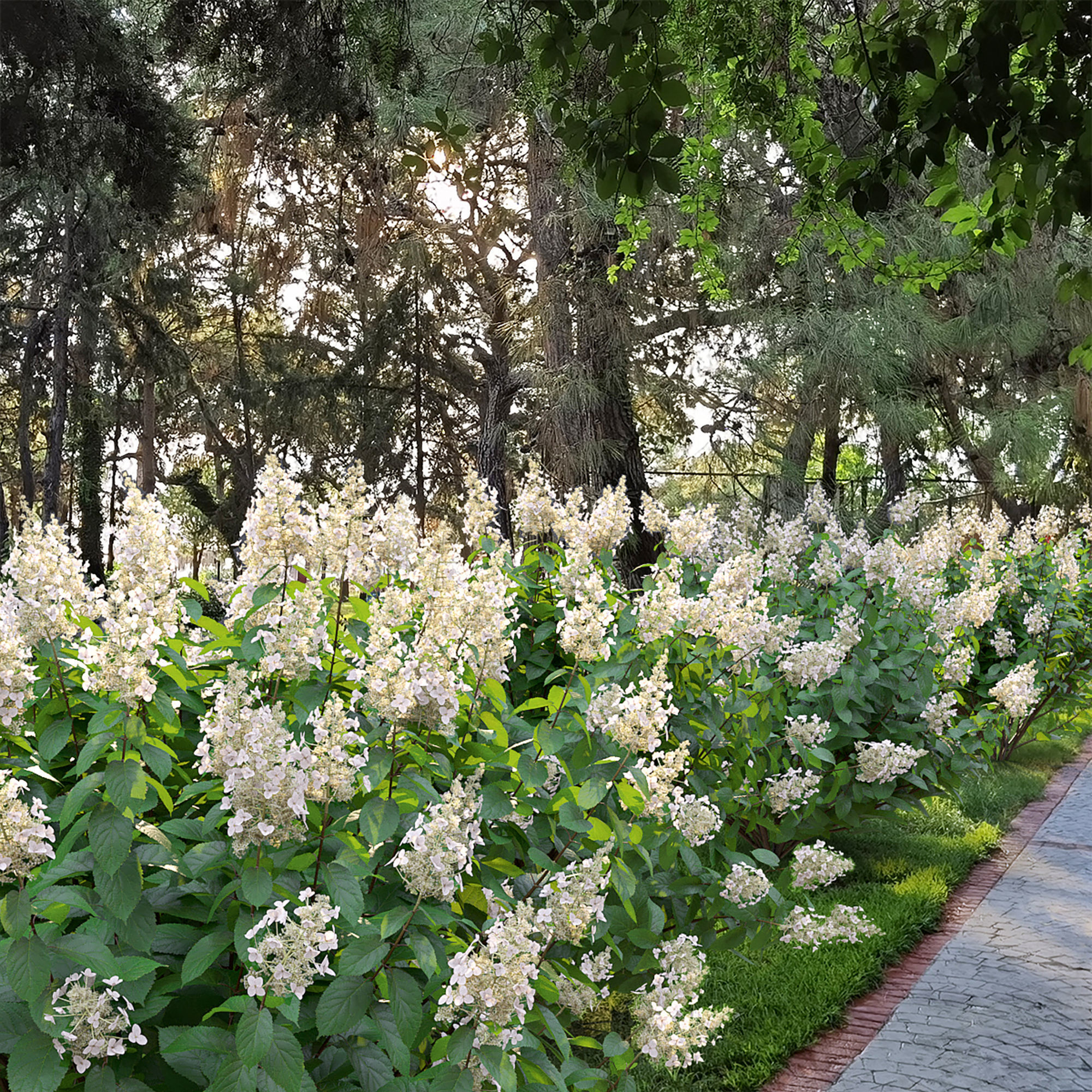 Hydrangea Paniculata Tardiva 02 3D model_1