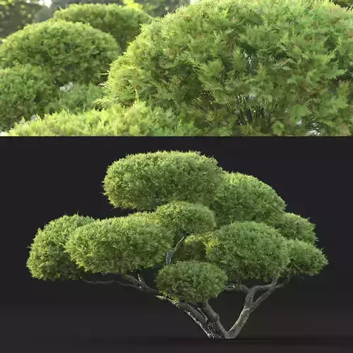 Juniperus  Bonsai 01 3D model