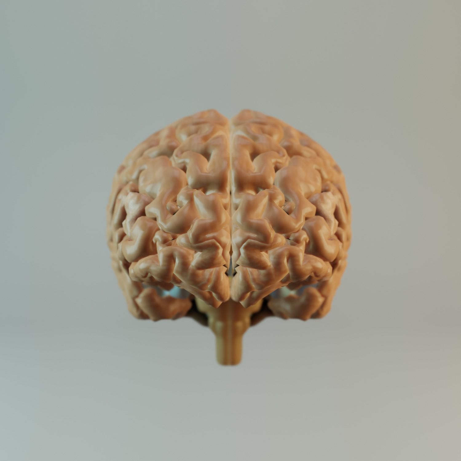Brain Model human Free 3D model_2