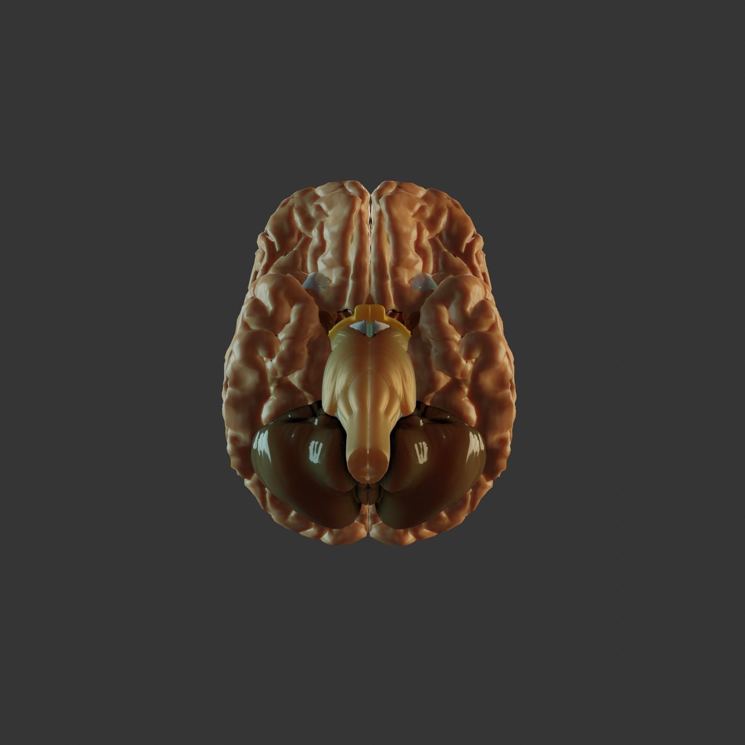 Brain Model human Free 3D model_10