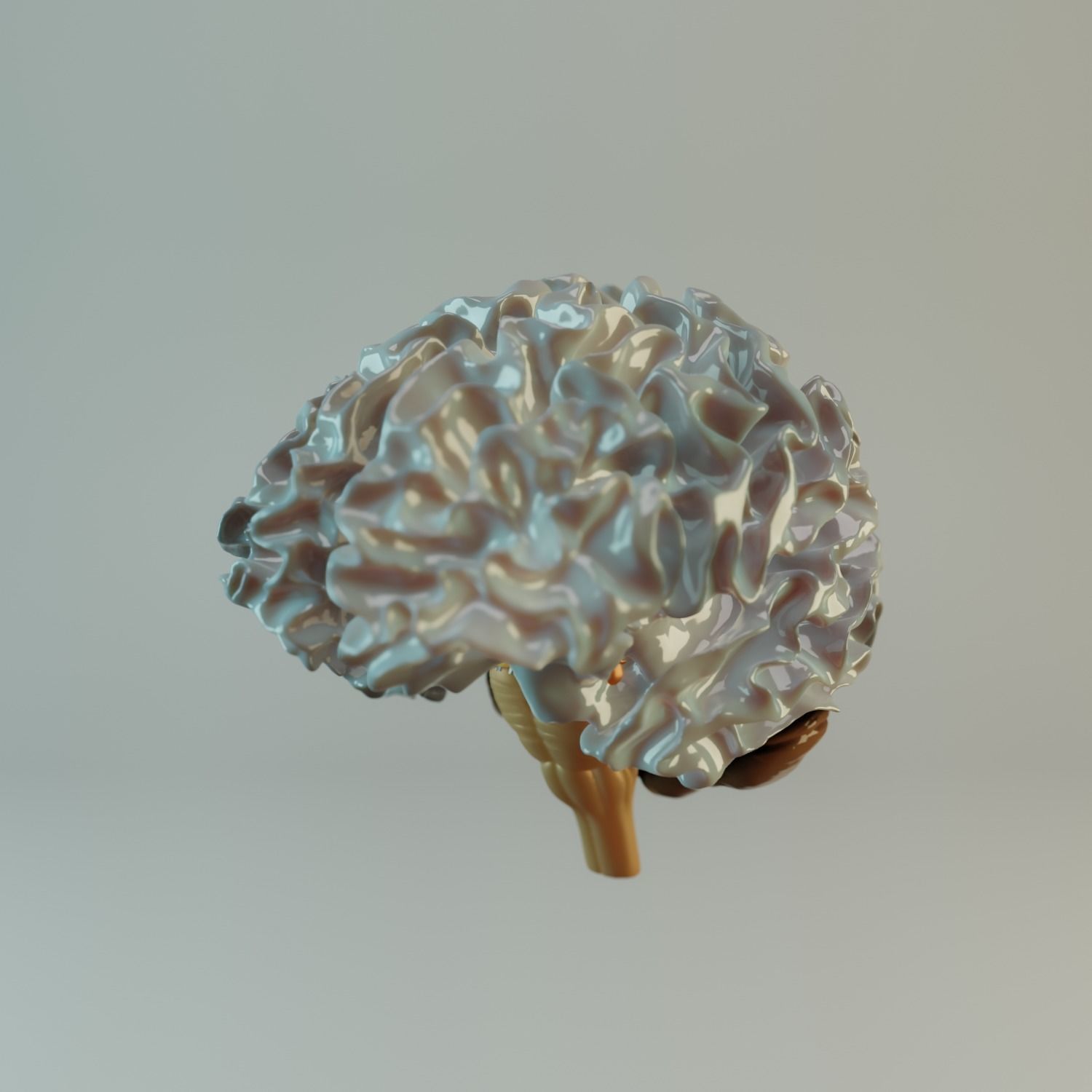 Brain Model human Free 3D model_6