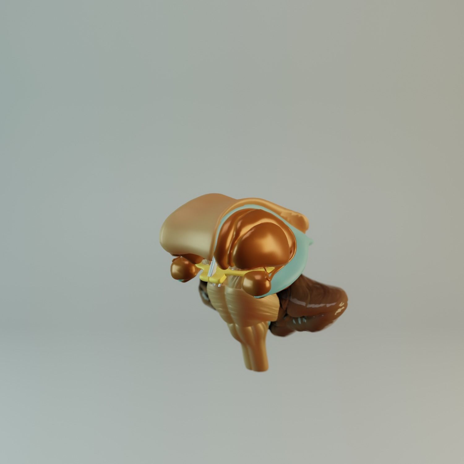 Brain Model human Free 3D model_7