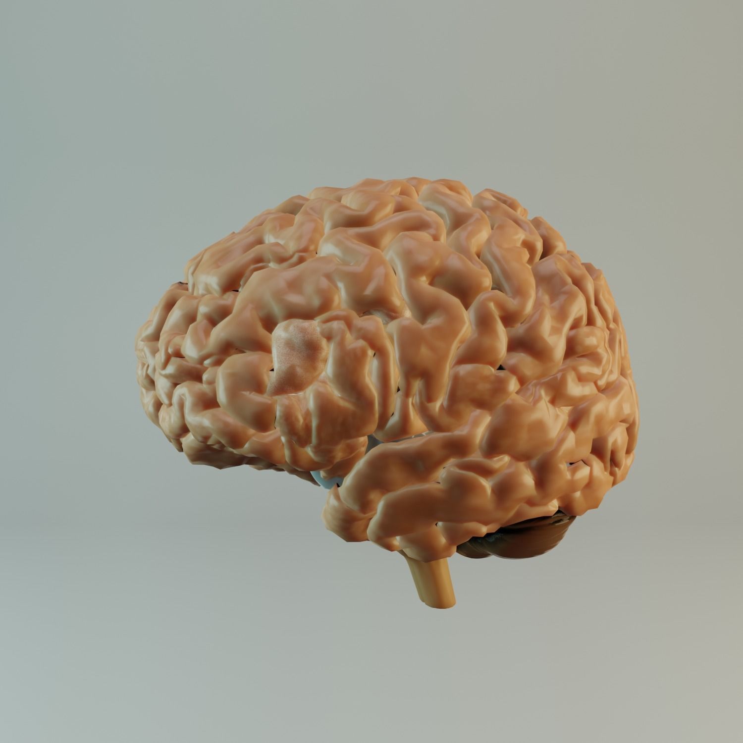 Brain Model human Free 3D model_3
