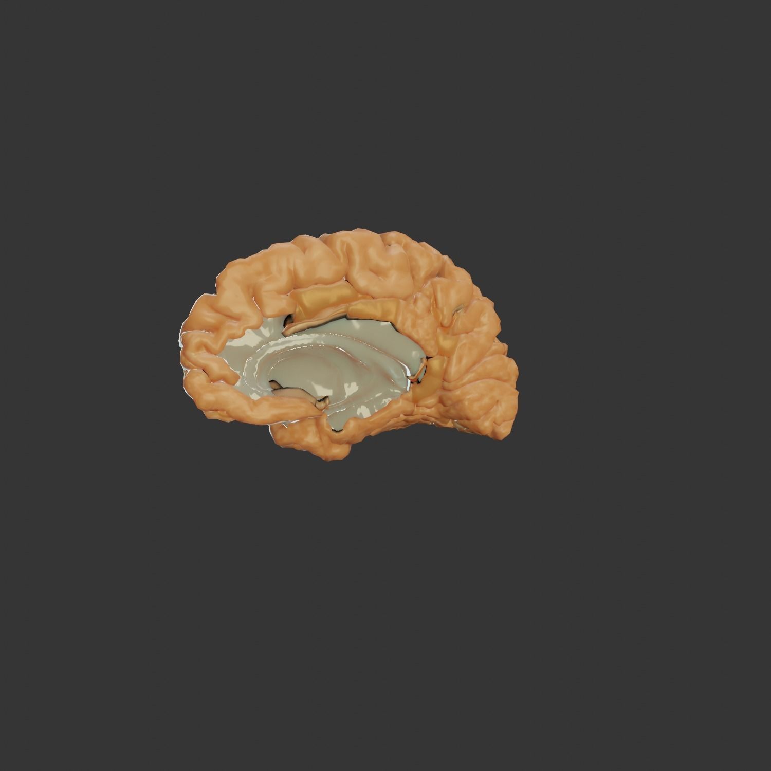 Brain Model human Free 3D model_9