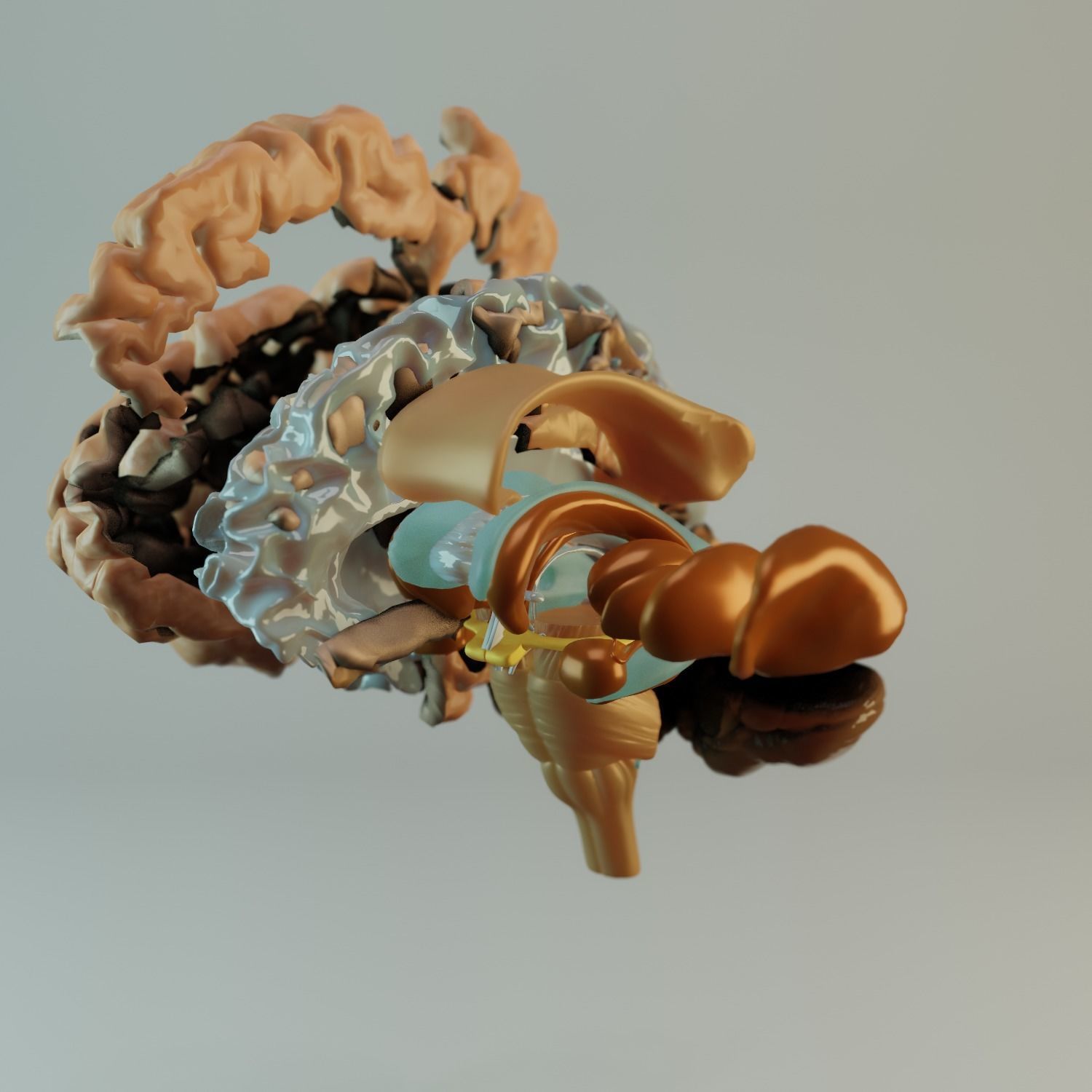 Brain Model human Free 3D model_5