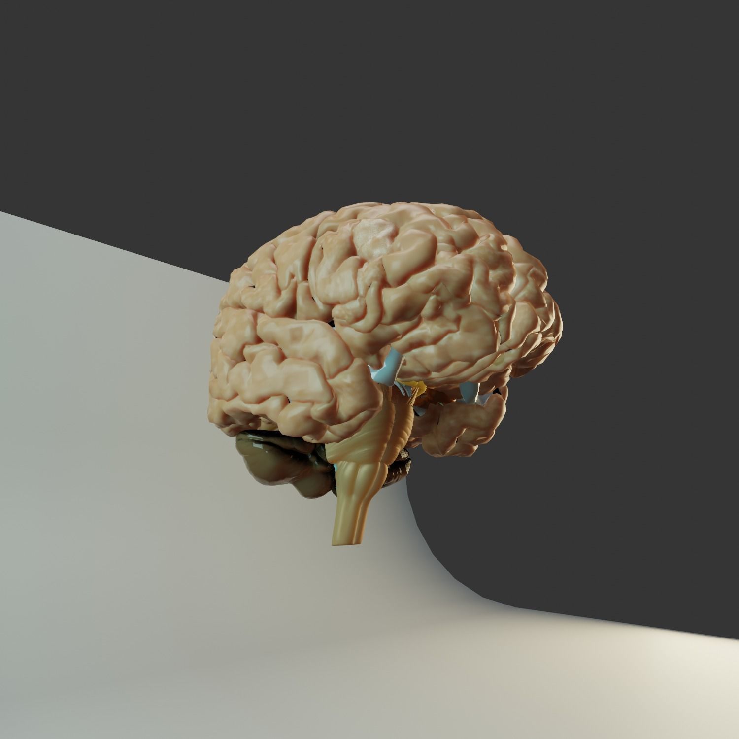 Brain Model human Free 3D model_1