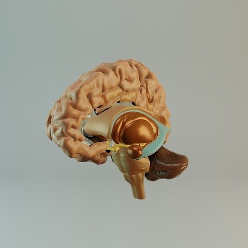 Brain Model human Free 3D model