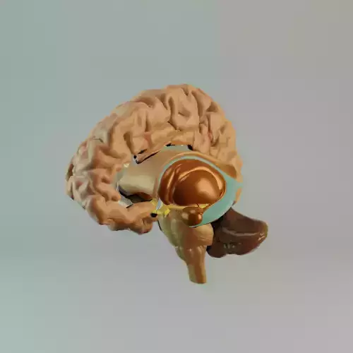 Brain Model human Free 3D model