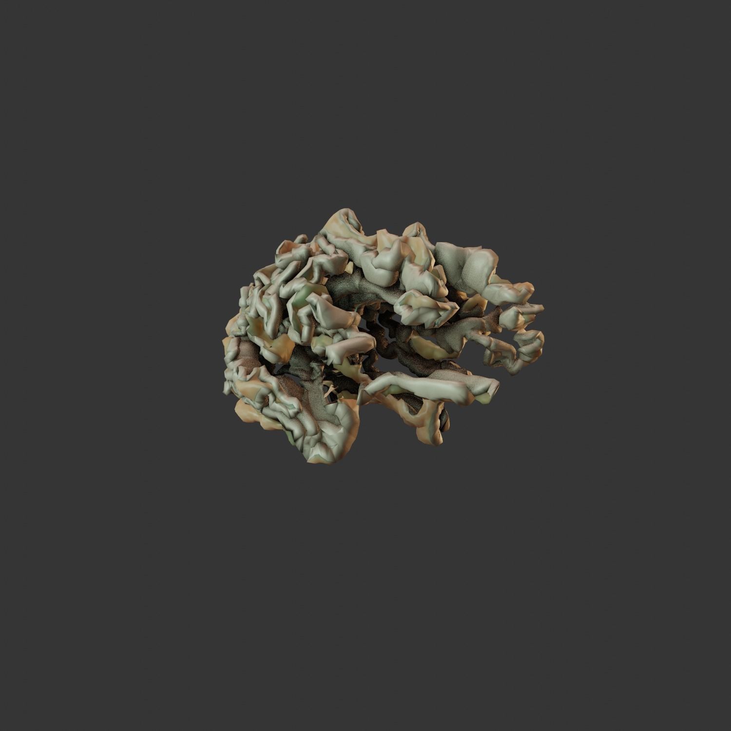 Brain Model human Free 3D model_8