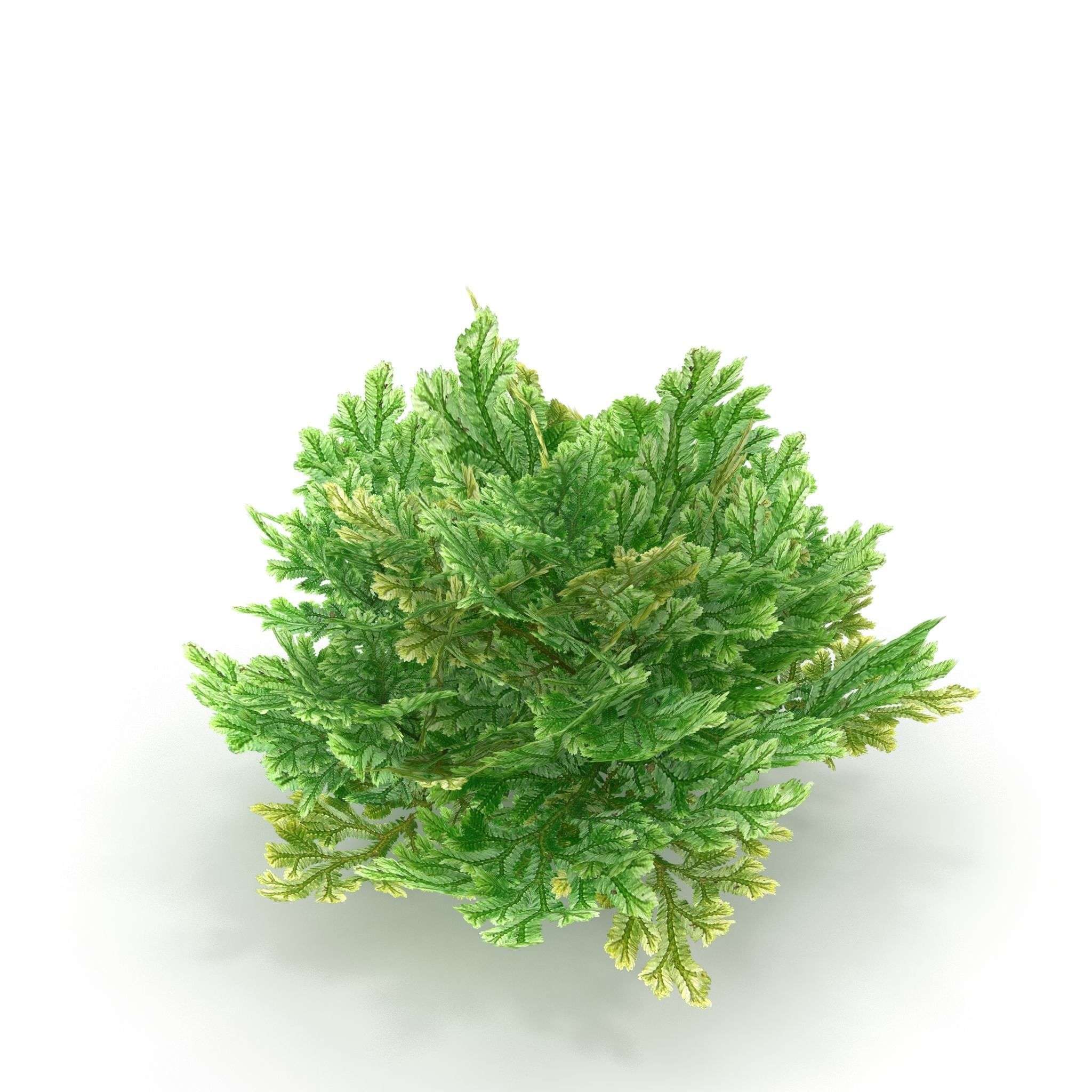 Selaginella V1 3D model_1