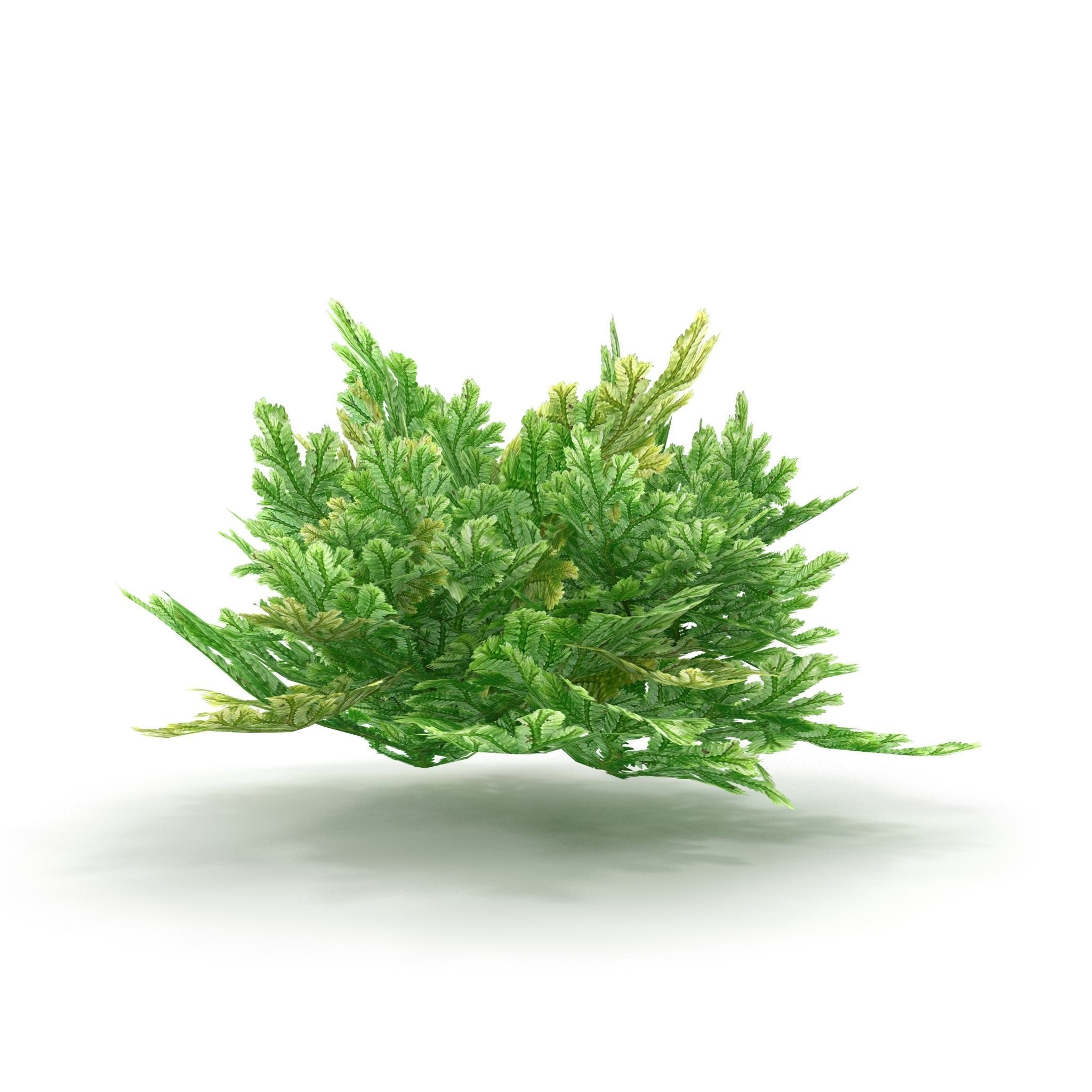 Selaginella V1 3D model_5