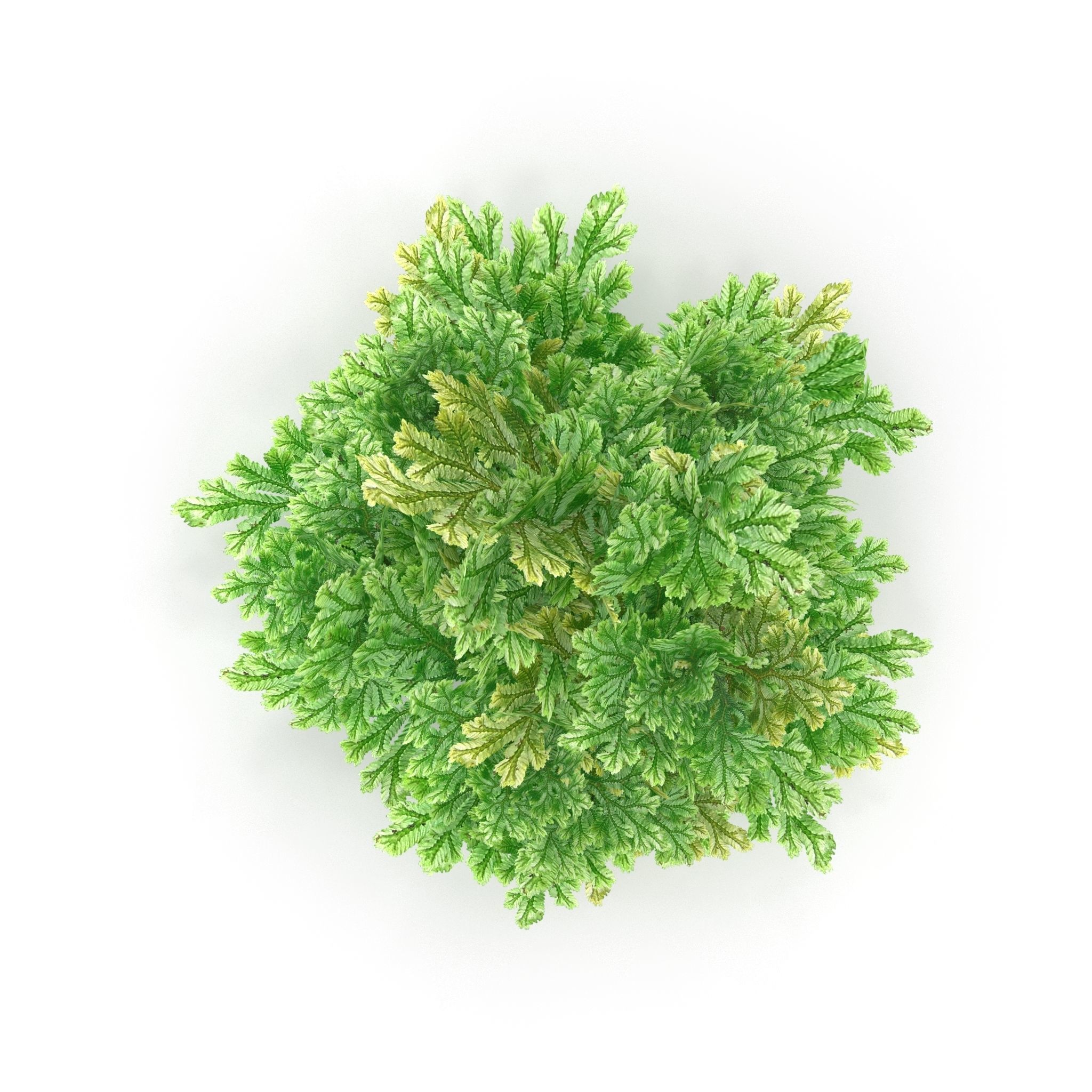 Selaginella V1 3D model_2