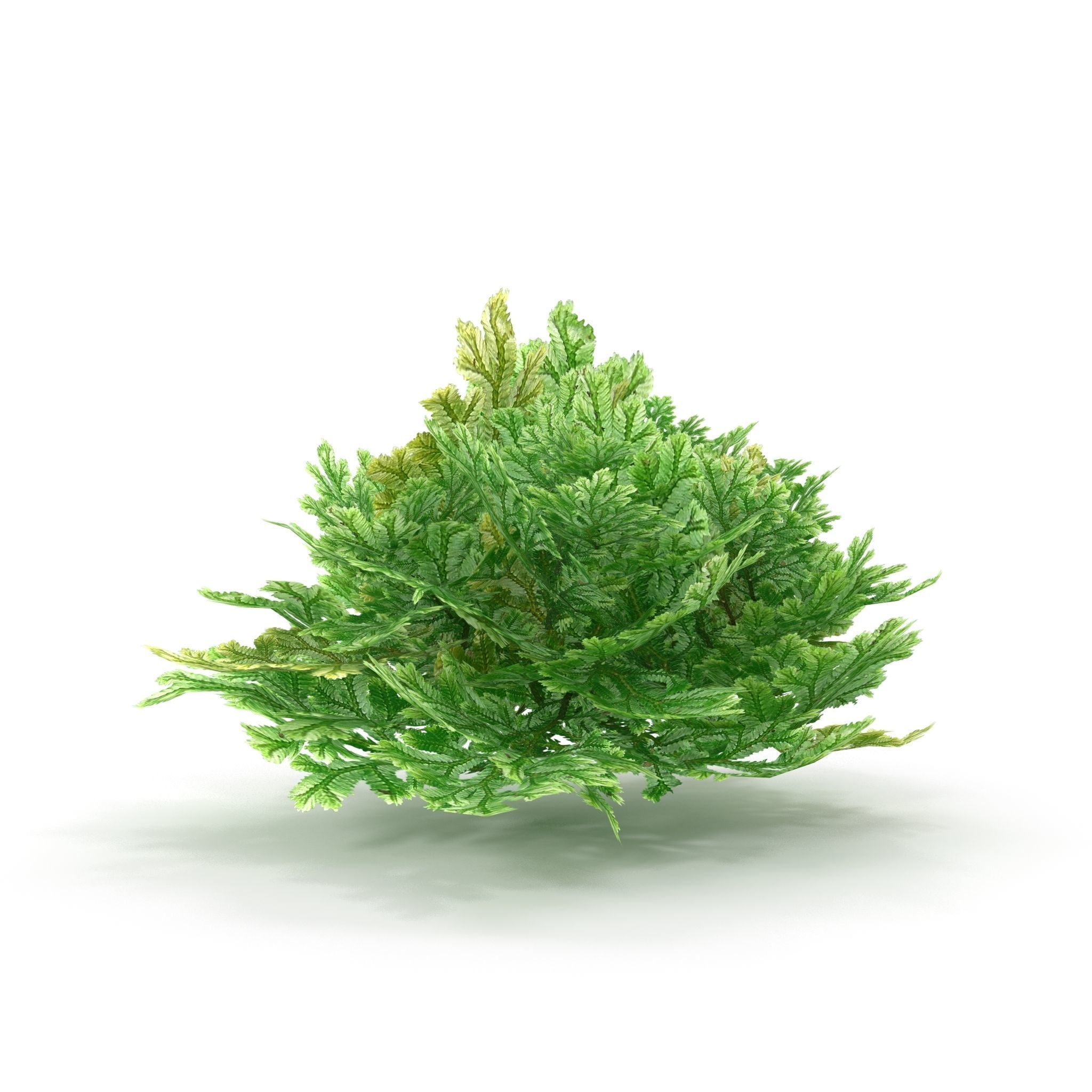 Selaginella V1 3D model_6