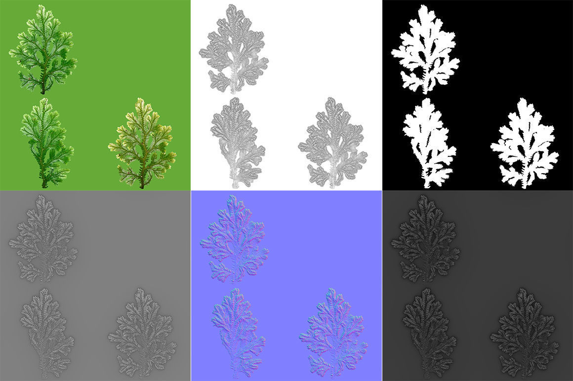 Selaginella V1 3D model_7