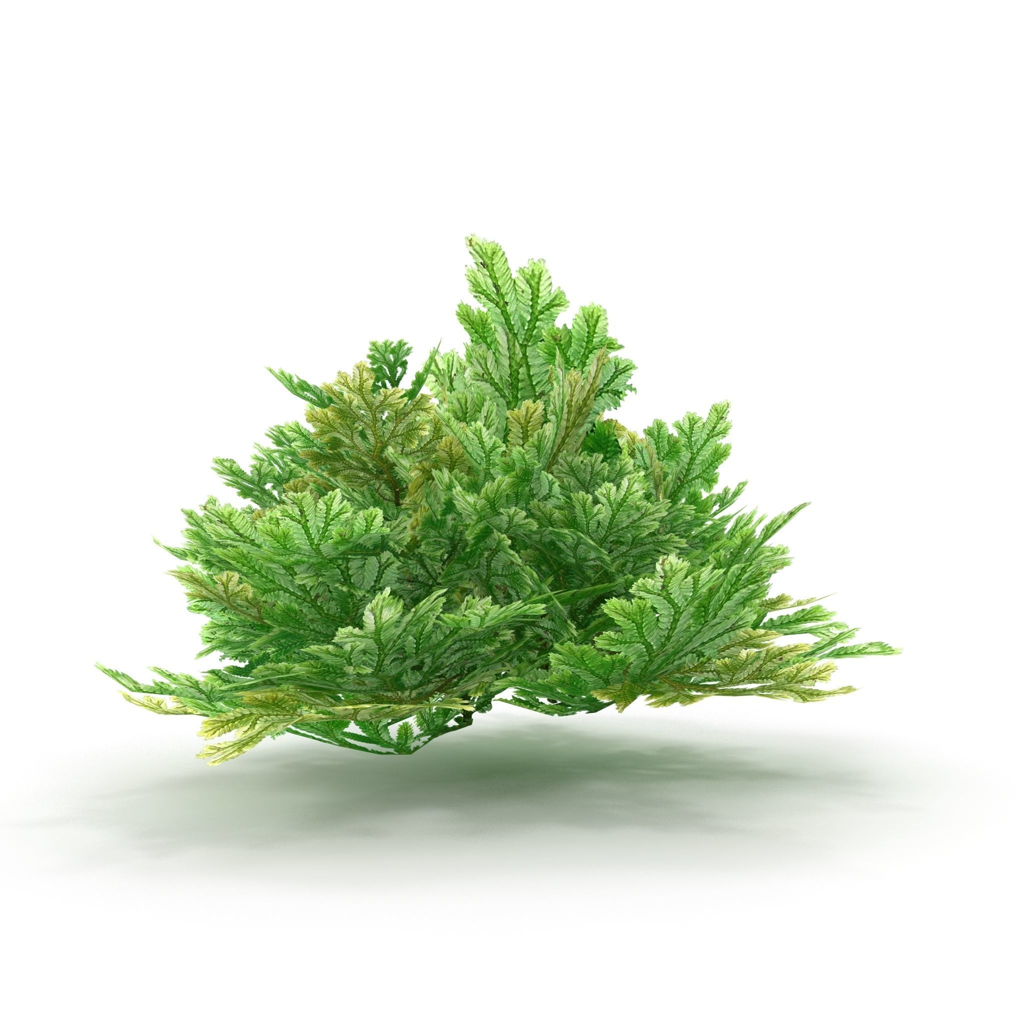 Selaginella V1 3D model_4