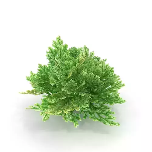 Selaginella V1