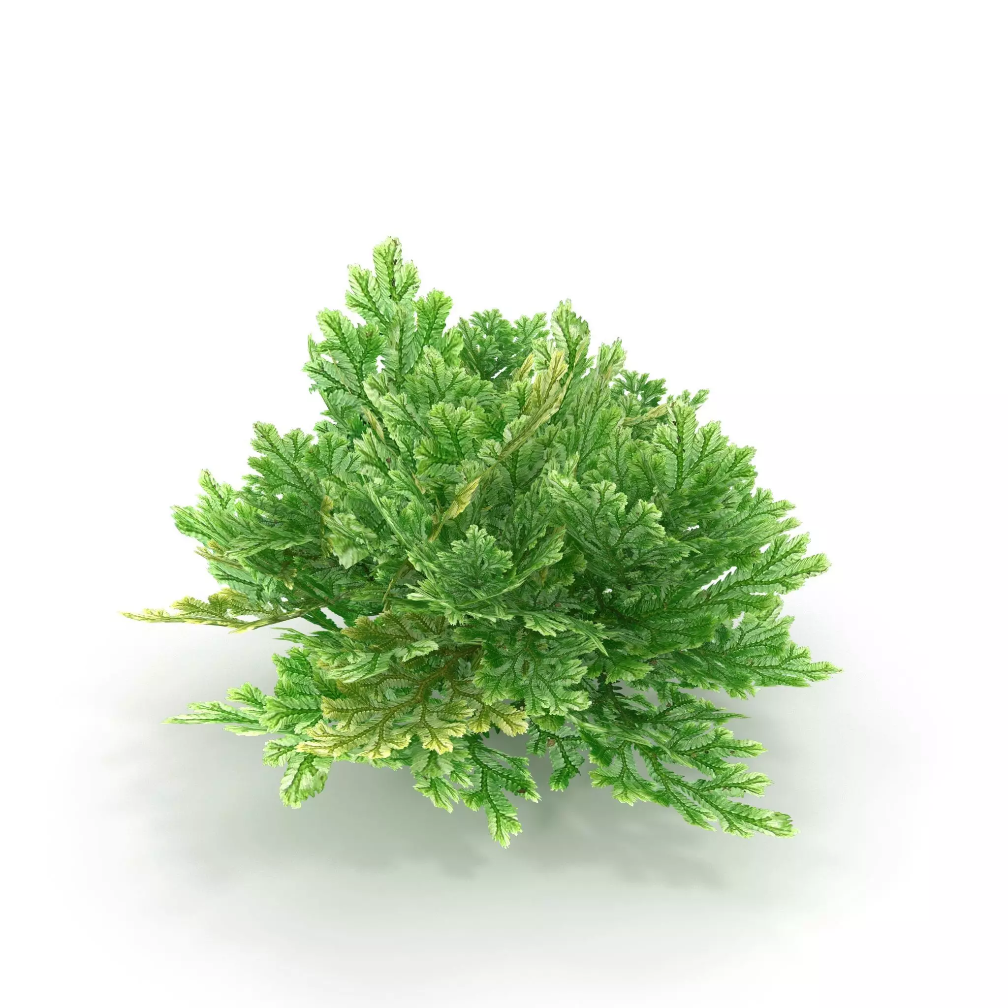 Selaginella V1 3D model_0