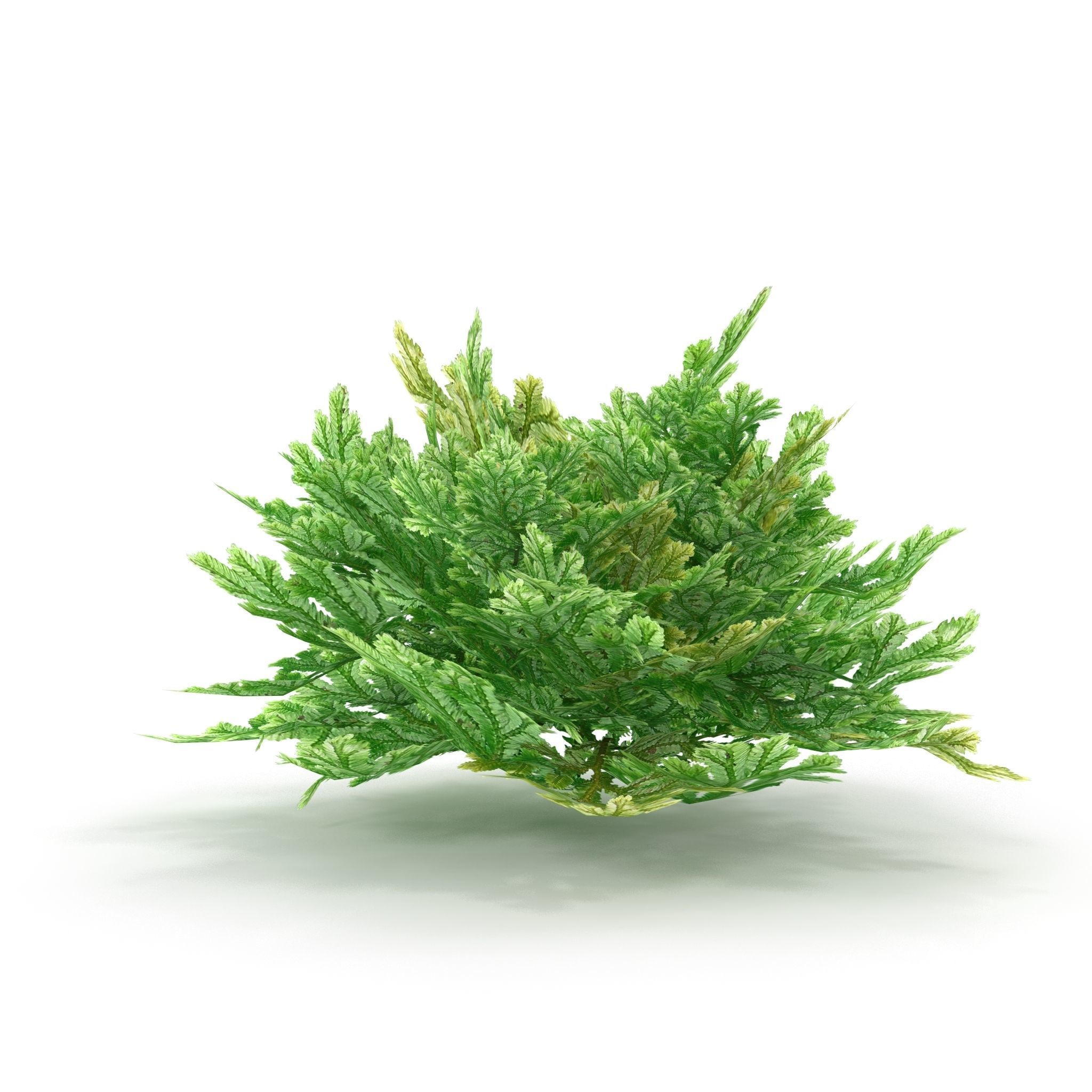 Selaginella V1 3D model_3