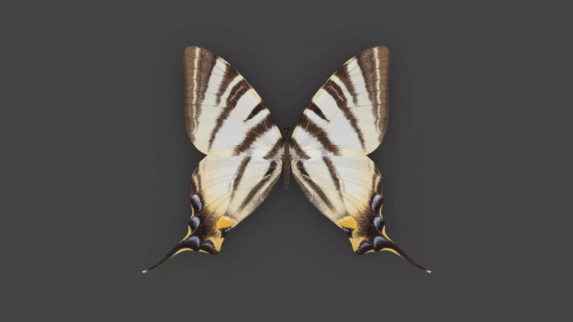 BFLY-003 Butterfly Low-poly 3D model_0