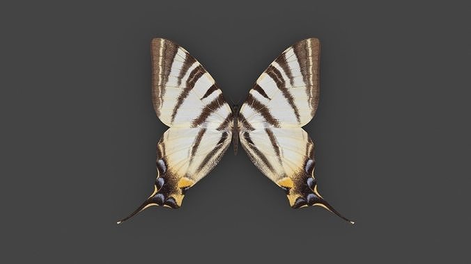 BFLY-003 Butterfly Low-poly 3D model