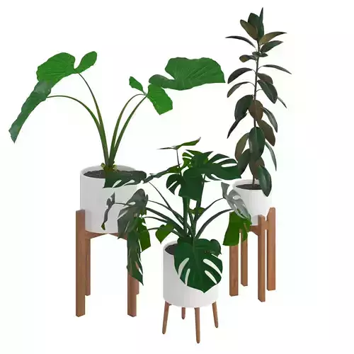Houseplant 72