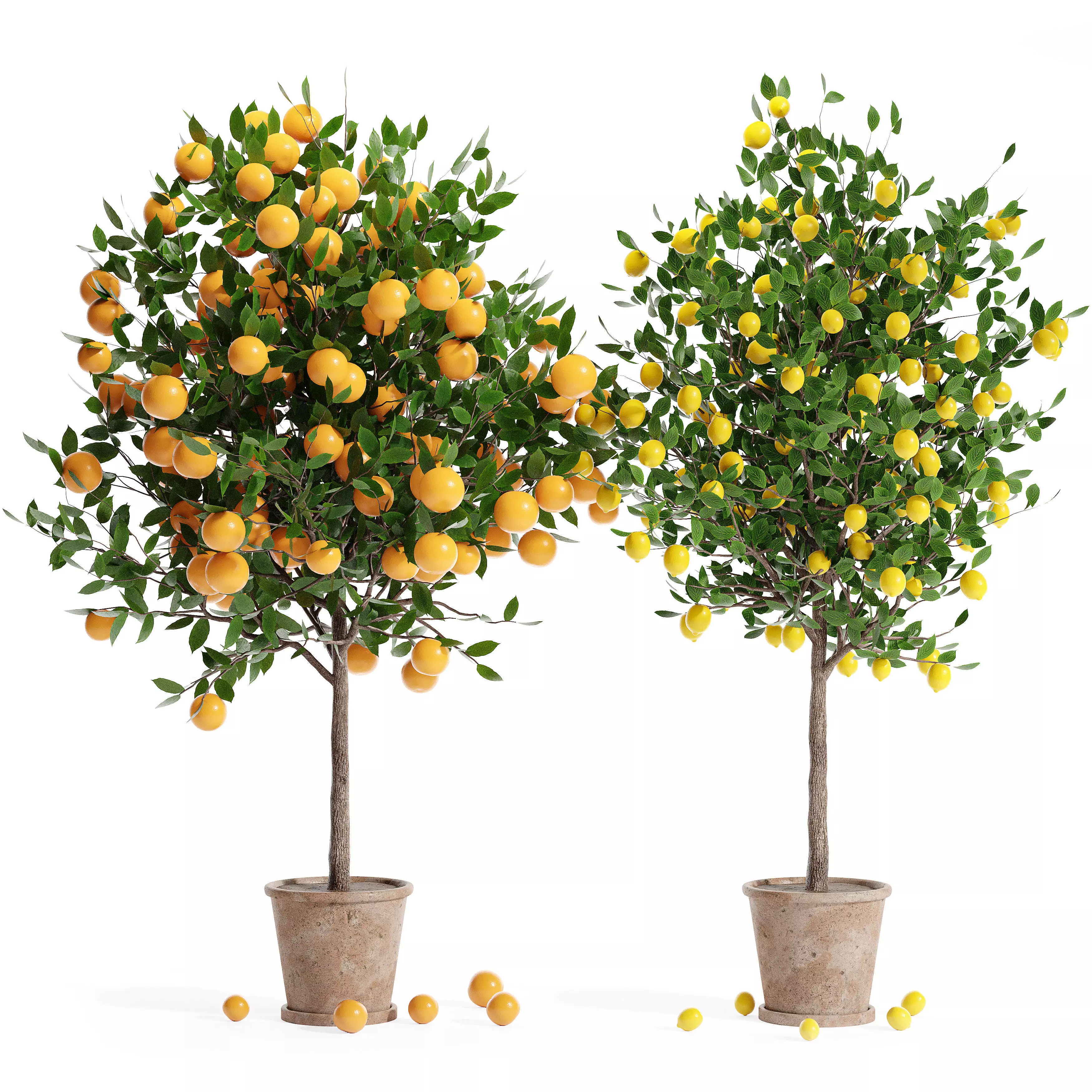 Indoor plant collection 21 3D model