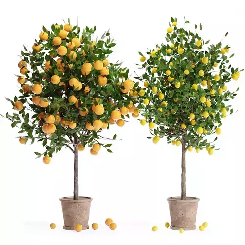 Indoor plant collection 21